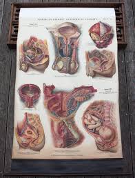 American Frohse Nine Anatomical Wall Charts Nystrom
