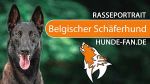 Contact schwarchund malinois on messenger. Belgischer Schaferhund Malinois 2018 Rasse Aussehen Charakter Youtube