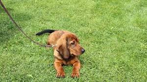 Image result for alpský brakýř jezevčíkovitý