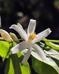 Image result for Styracaceae