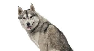 Patpat hat gerade neue babykleidung für ihr baby im frühling und sommer herausgebracht. Siberian Husky Puppies For Sale Adopt Your Puppy Today Infinity Pups