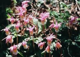 Image result for Bulbostylis sp.no.6