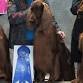 Mid-Continent Kennel Club of Tulsa Dog Show