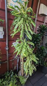 Image result for Dracaena steudneri