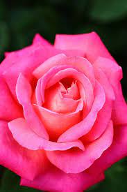 Rose Img 8833 Yoshihiro Ogawa Flickr Beautiful Rose Flowers Beautiful Roses Love Flowers