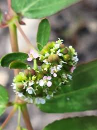 Image result for Euphorbia hypericifolia