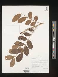 Image result for Zanthoxylum chalybeum