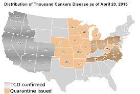 Walnut Twig Beetle Thousand Cankers Disease New York Invasive Species Information