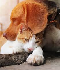 Read thousands of pets plus us pet insurance reviews that protects pets & provides support for pet charities & shelters across the us. Vet Plus Center Sharjah Uae