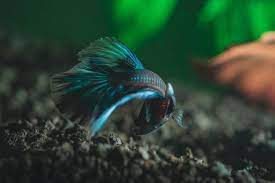 8 Best Substrate For Betta 2021 Reviews Guide