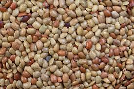 Image result for Macrotyloma densiflorum