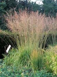 Pedigree information about the german shepherd dog connie vom förstergarten. Molinia Arundinacea Karl Forster Garten Pfeifengras Riesen Pfeifengras