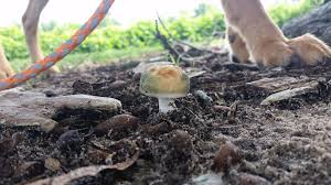 Mushroom poisoning is an emergency that will require immediate hospitalization. Backyard Mushrooms That Can Be Poisonous To Dogs My Brown Newfies