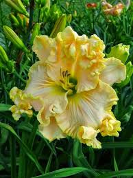 Boundless Beauty Daylily Flowers Point Beautiful Flowers Day Lilies Flower Garden