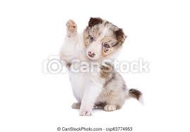 Border collie puppy for sale near california, gustine, usa. Red Merle Border Collie Puppy In Front Of A White Background Canstock