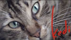 Kedi Is A Must See Magical Documentary All About Cats In Istanbul Cats All About Cats Istanbul