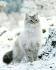 SIBERIAN CATS COLORADO - Siberian Neva Masquerade