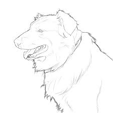 Select from 35987 printable crafts of cartoons, nature, animals, bible and many more. 7 Pics Of Australian Shepherd Coloring Pages Australian Shepherd Coloring Home