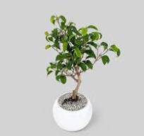 Dwarf Banyan Bonsai Tree