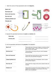 Plant cells have a cell wall, chloroplasts, plasmodesmata, and plastids used for storage, and a large central vacuole, whereas animal cells do not. Specialised Cells Worksheet Teaching Resources