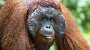 Resultado de imagen para orangutan