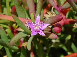Image result for Sesuvium portulacastrum