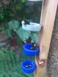 Afbeelding Kan Het Volgende Bevatten Plant Mit Bildern Bienenfreundlicher Garten Bienenzucht Im Garten Garten Pflanzen