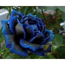 Beautiful Black And Blue Roses Goth Shopaholic Goth Gardening Supplies For A Dreary Summer Garden Rose Seeds Flower Seeds Most Beautiful Flowers