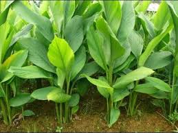 Kajian menunjukkan daun selom mempunyai kesanberikut kepada tubuh badan manusia cekur atau nama saintifiknya kaempferia galanga linn juga dikenali sebagai kencur. Pokok Temulawak Episod 35 Manfaat Temulawak Untuk Kesihatan Tubuh Badan Youtube