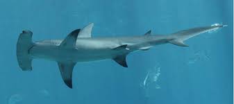 Los tiburones no tienen placenta como los mamíferos, pero tienen útero dentro del. La Informacion Mas Completa Sobre El Tiburon Martillo