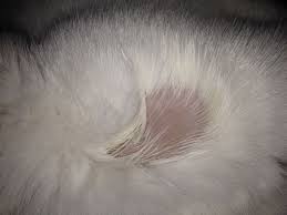 Cats are susceptible to skin infections, parasites, allergies, and many other conditions commonly seen in people. My Cat Is Missing Hair On Her Neck Pets Stack Exchange