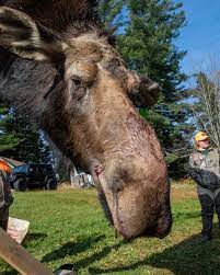 As Maine's winters shorten, tiny ticks threaten state's mighty moose |  Reuters
