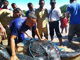 Salah satu faktor yang menjadikan ular tampak menakutkan adalah racun atau bisa ular yang salah satunya adalah anakonda kuning yang menjadi jenis ular terbesar di dunia. Reptil Keempat Terbesar Di Dunia Ini Diselamatkan Nelayan Asal Tanjung Bunga Florespost Co