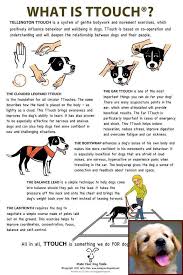 House Training A Puppy Working Full Time And Clicker Training Of Dogs Dog Care Puppy Training Dog Training Obedience