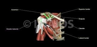 These muscles form the outer shape of the shoulder and underarm. Shoulder Mri Radiographical And Illustrated Anatomical Atlas