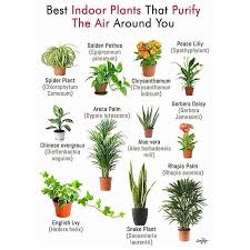 Alkaline Vegan Dr Sebi On Instagram Fill Your Beautiful Home With Houseplants To Increase Your Life Exp Best Bathroom Plants Best Indoor Plants Plants