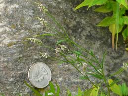 Image result for Polygala gossweileri