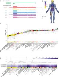 Long Noncoding Rna Neat1 Mediates Neuronal Histone