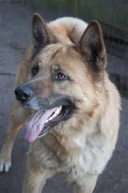 More images for akita german shepherd mix white » 13 Akita German Shepard Mix Ideas Akita Shepard Mix Dogs