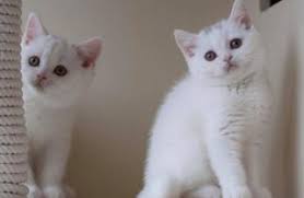 British Shorthair Adana Fiyatlari Ikinci El Sifir Kiralik Ilanlar