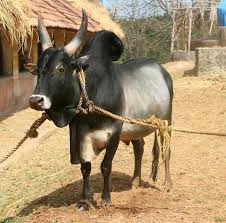 Pin By Aravind Subramaniam On Kaalai Animals Cattle Don Bosco