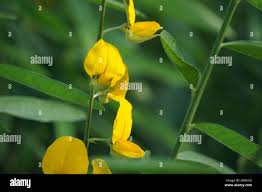 Image result for Crotalaria comosa