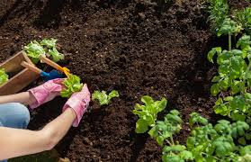 Some sod farm companies recommend 50/50 compost/soil mix, some state that a regular screened topsoil is good enough, or either. Topsoil Versus Garden Soil Which To Use And Why