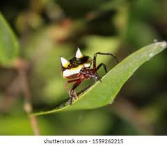 Image result for Poecilostachys