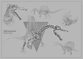 Natural squirrel skeleton that i assembled from scratch. Artstation Animal Skeleton Sketches Olga Demidova