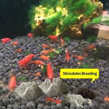 Because they stay on the bottom of the tank, they won't get into conflicts with your as long as your betta's tank mates are a compatible species and you have the right tank size setup for peaceful cohabitation, there's no reason your betta. Water Conditioner Pack For Freshwater Cherry Shrimp Betta Colour Enhancer Boost Vitality Stimulates Breeding 100g Mineral Aquarium Rocks 5 Alder Cones And 10 Mineral Balls 10mm Pet Supplies For Fish Fish Tank
