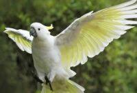 You can download free mp3 as a separate song and download a music collection from any artist, which of course will save you a lot of time. Gambar Burung Menco