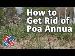 We did not find results for: Do My Own Lawn Care How To Get Rid Of Poa Annua E14 Youtube