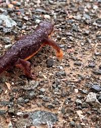 Image result for Craterostigma newtonii