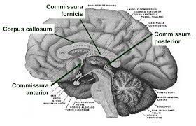 Psychologen zijn geïnteresseerd in hoe mensen waarnemen, denken en handelen in verschillende situaties. Split Brain Patienten Das Doppelte Ich